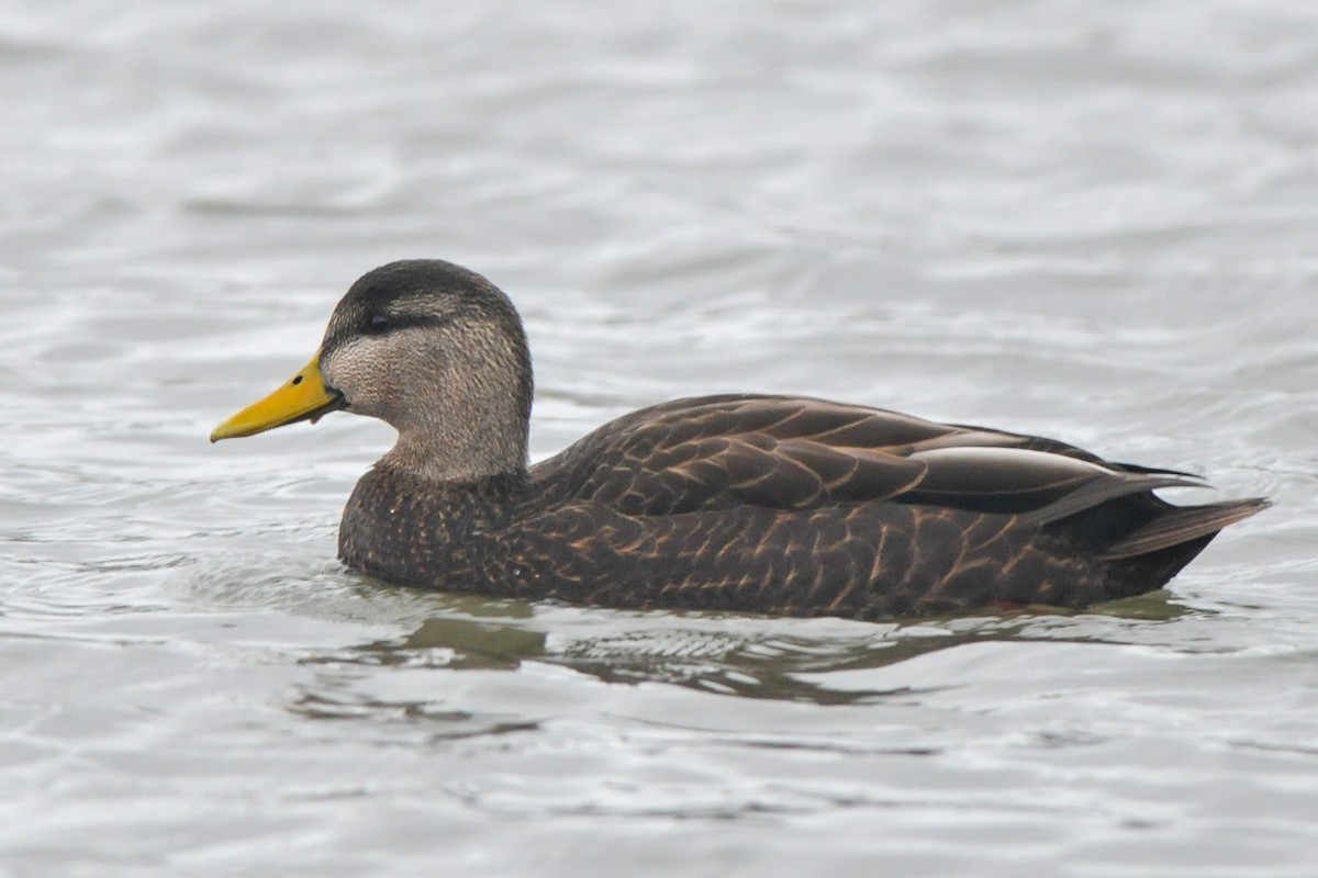 American Black Duck - ML306419211