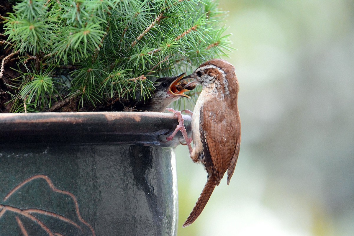 Carolina Wren - Bill Williams