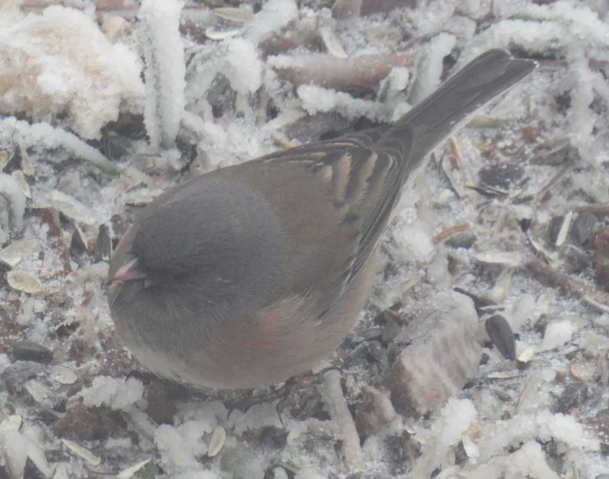 Dark-eyed Junco (Pink-sided) - ML306422801