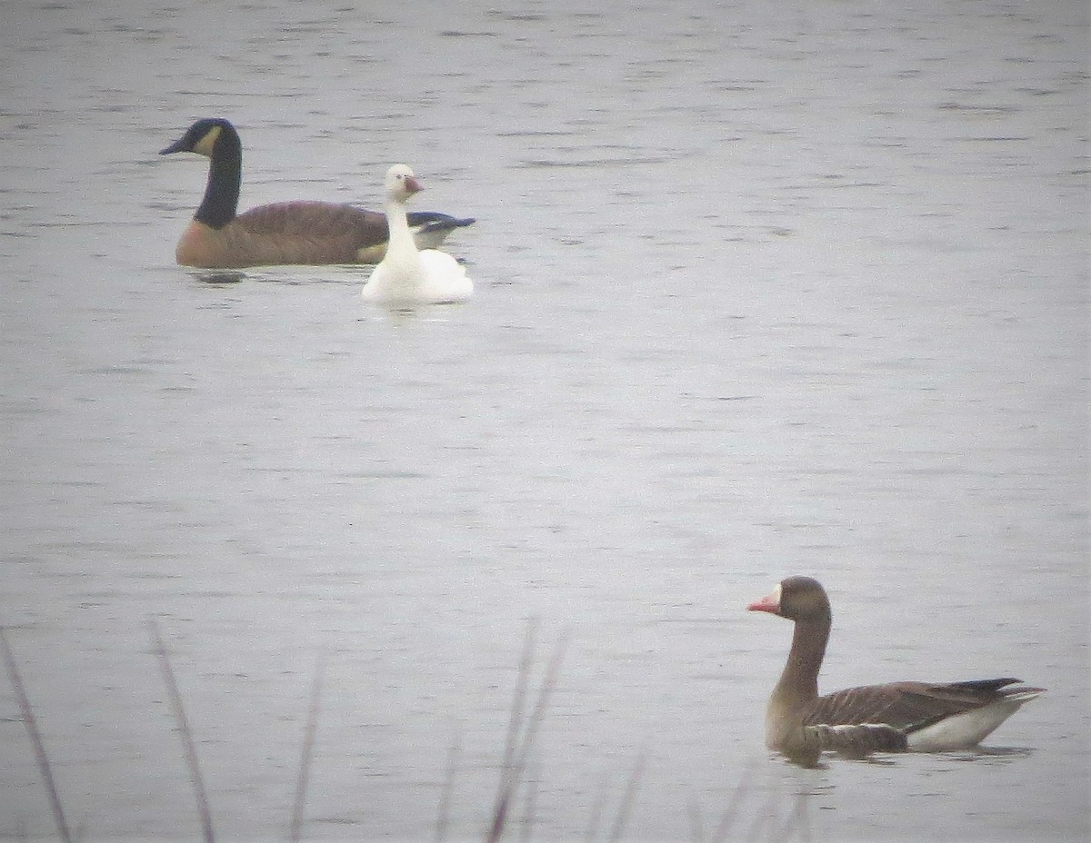 Ross's Goose - ML306425181