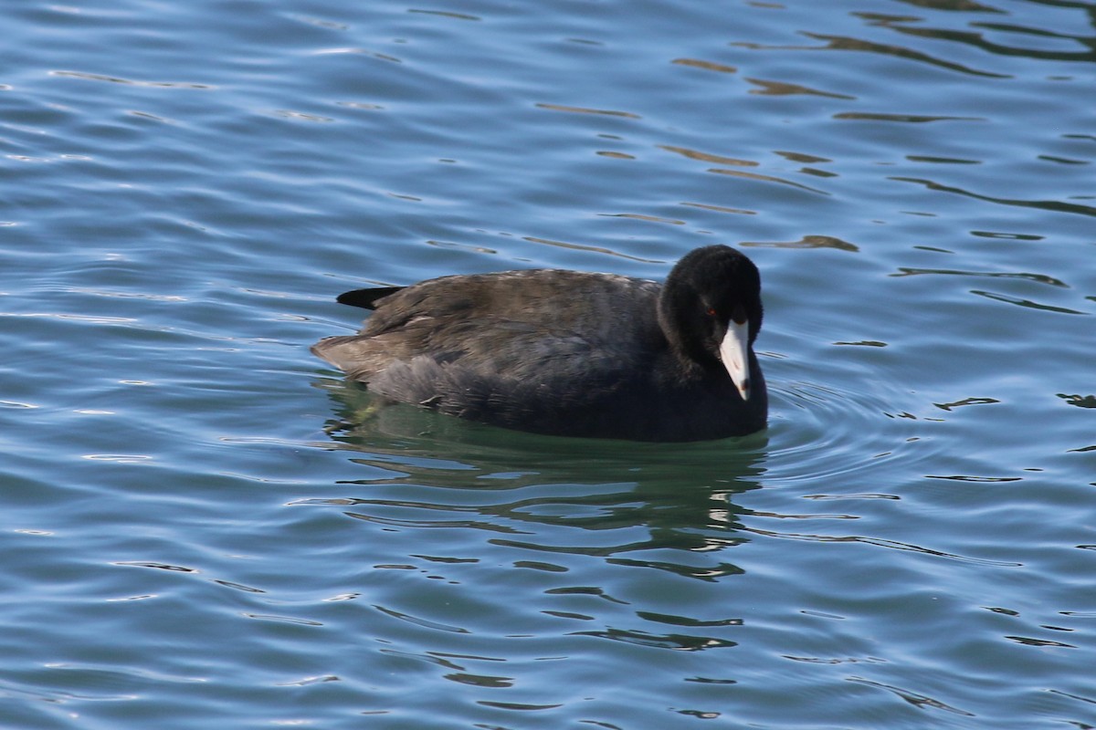 American Coot - Patricia Schleiffer