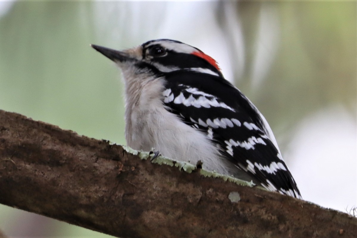 Downy Woodpecker - James Boughton