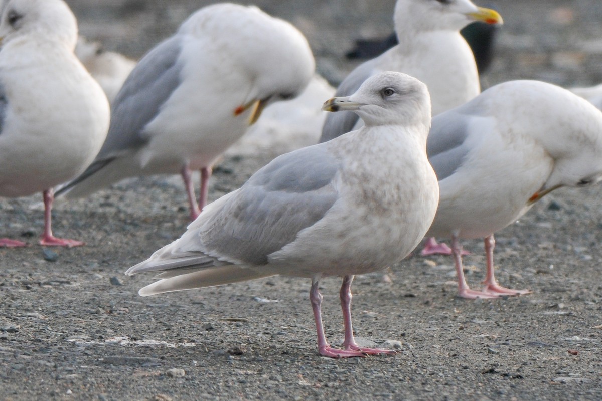 Iceland Gull - ML306428621