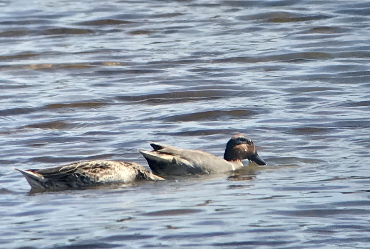 Green-winged Teal - ML306428711