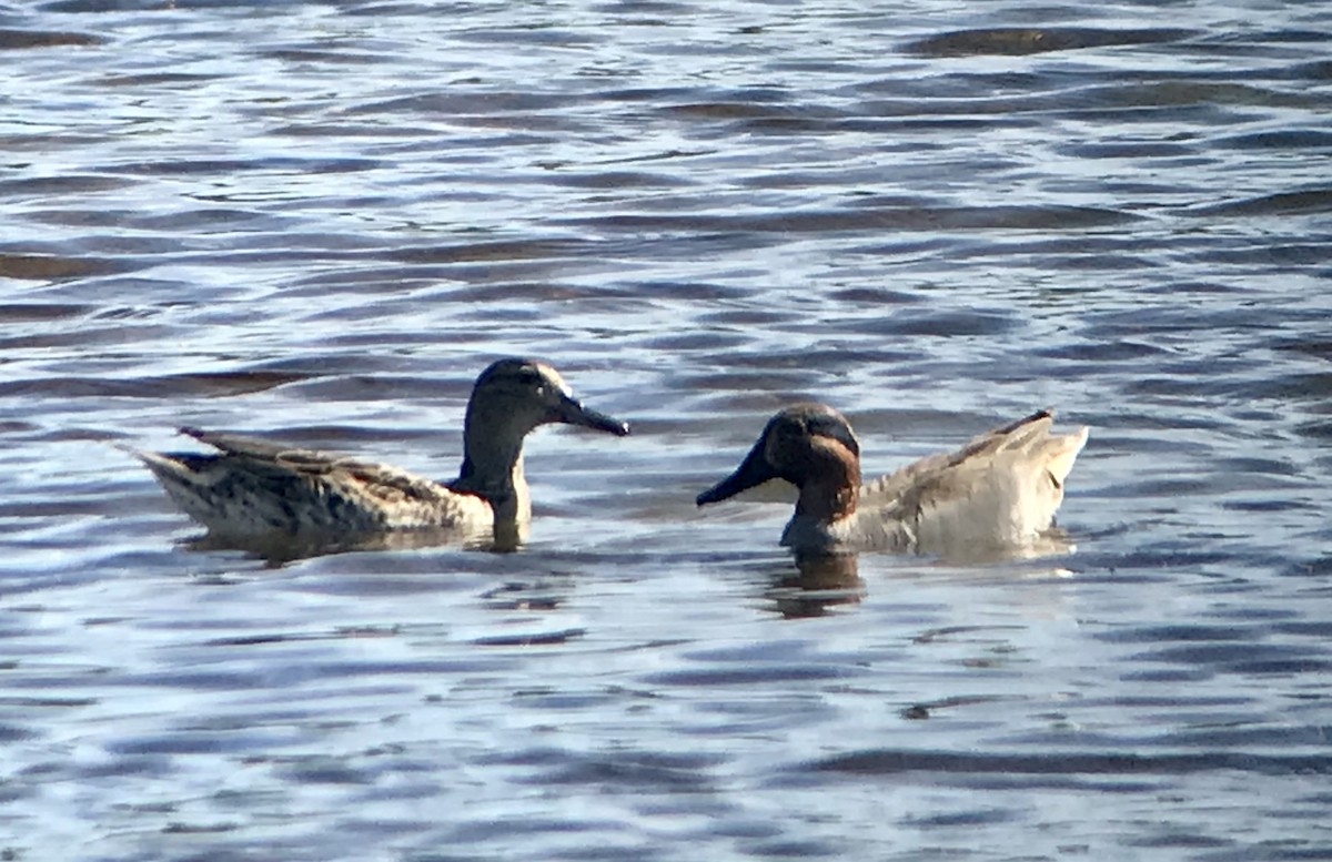 Green-winged Teal - ML306428721