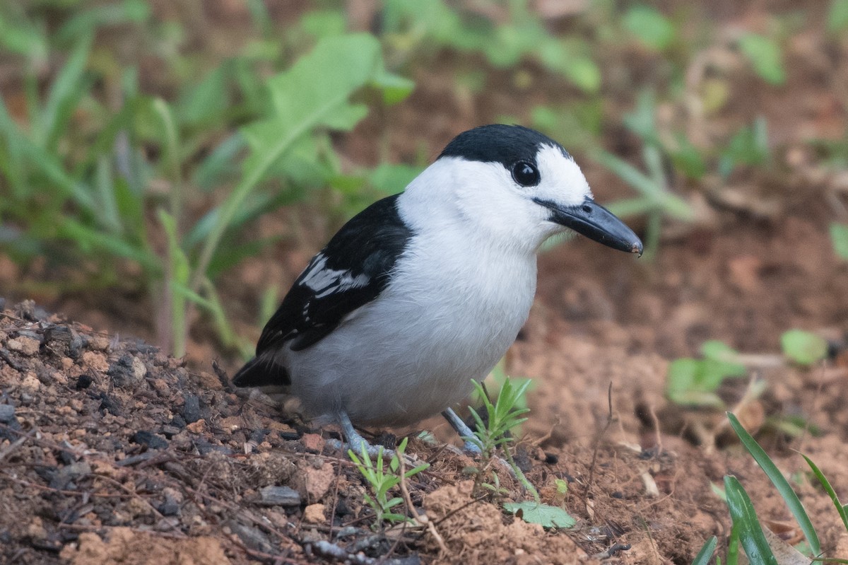 Hook-billed Vanga - ML306430411