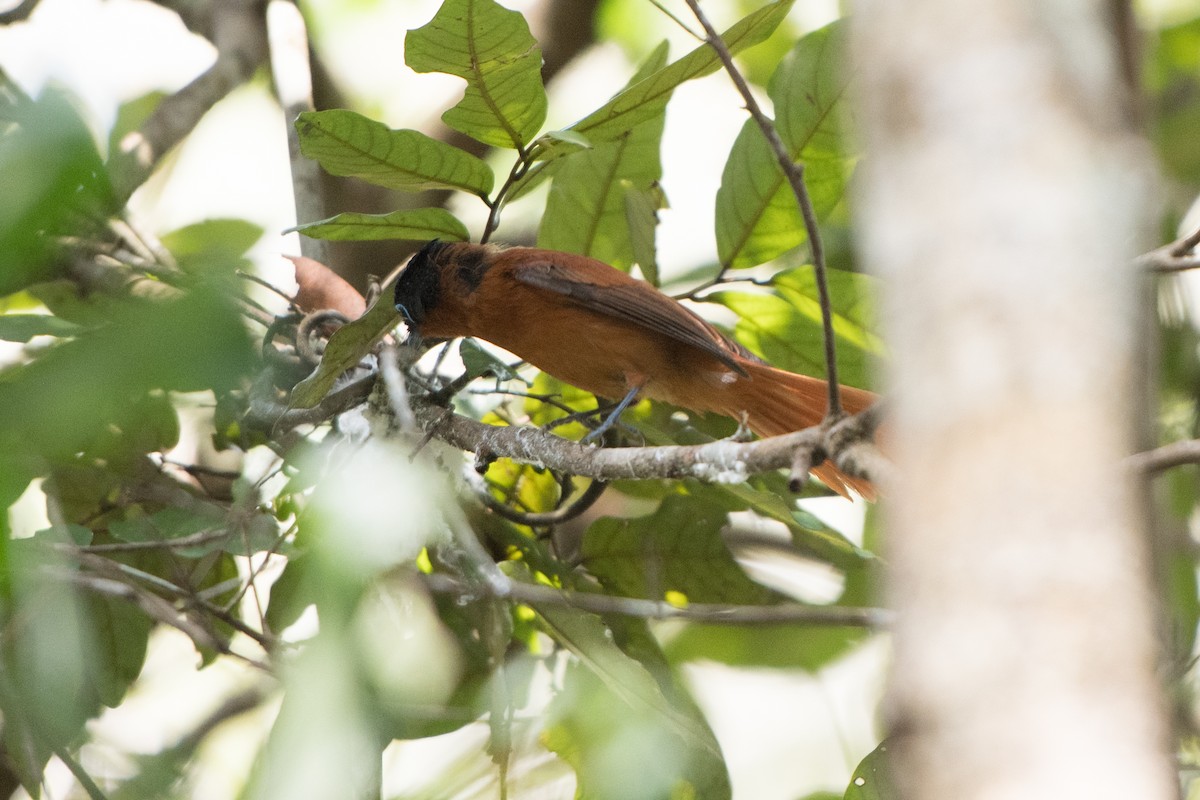 Malagasy Paradise-Flycatcher - ML306433231