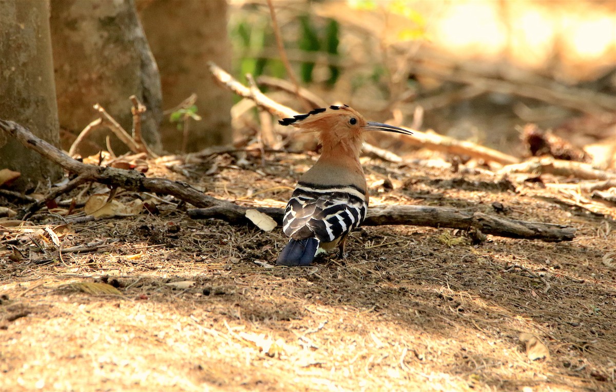 Madagascar Hoopoe - J. Christopher Haney