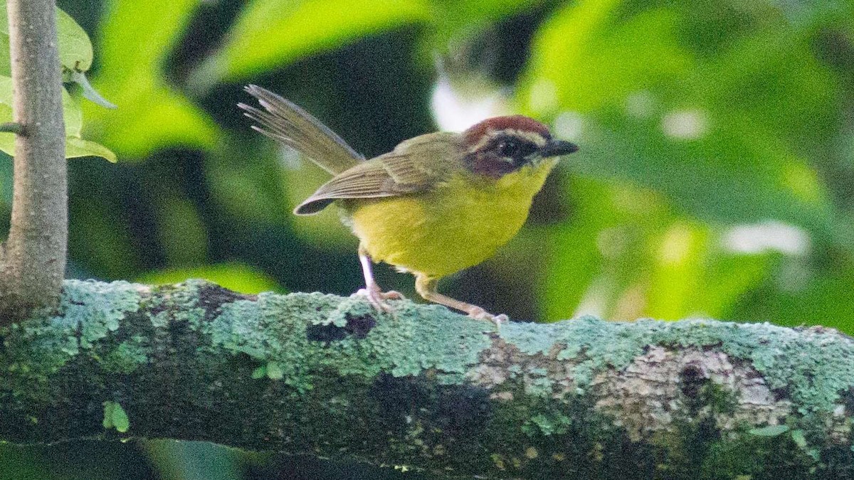 Chestnut-capped Warbler - ML30643411