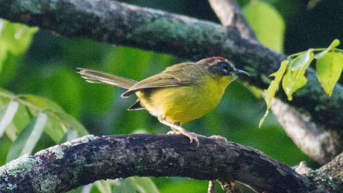 Chestnut-capped Warbler - ML30643421