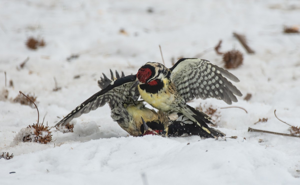 Yellow-bellied Sapsucker - ML306434541