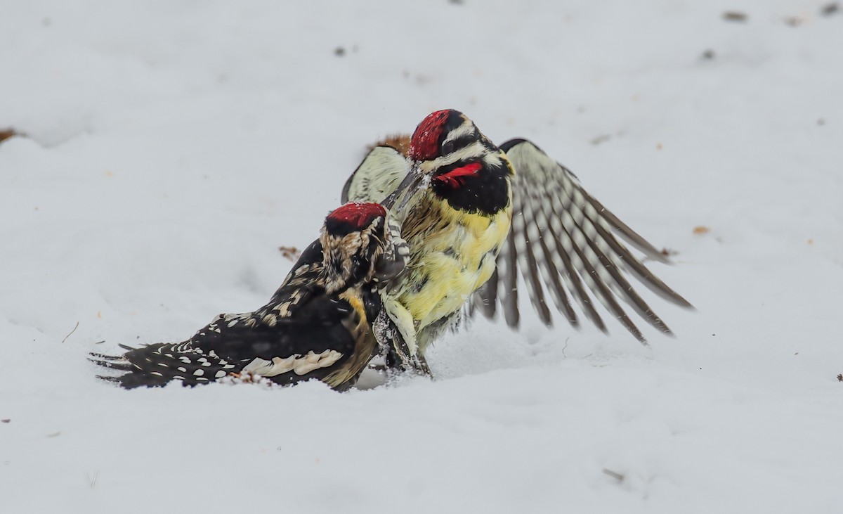 Yellow-bellied Sapsucker - ML306434591