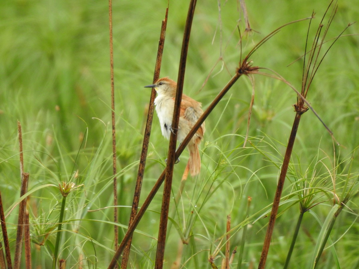 Yellow-chinned Spinetail - Viviana Giqueaux
