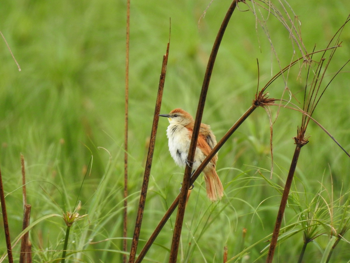 Yellow-chinned Spinetail - Viviana Giqueaux