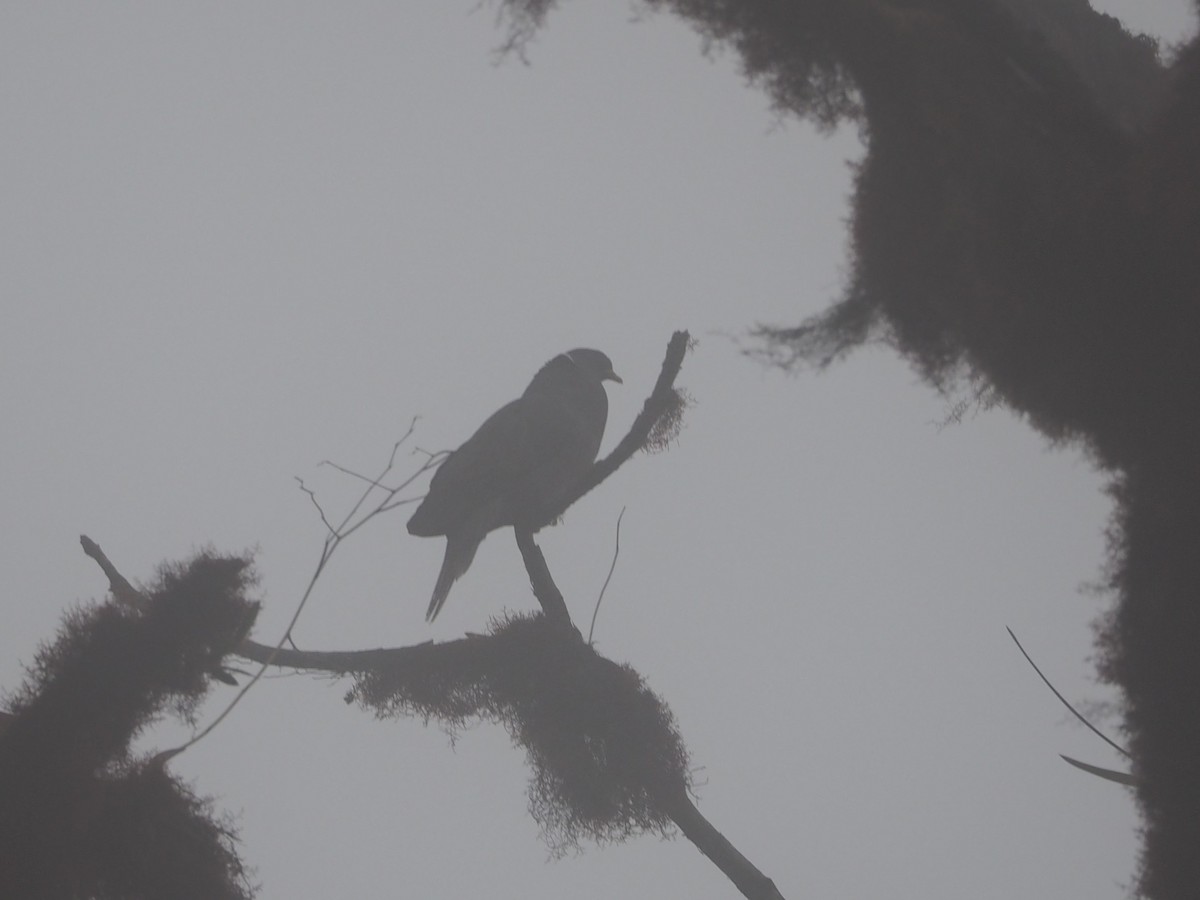 Band-tailed Pigeon - ML306438001