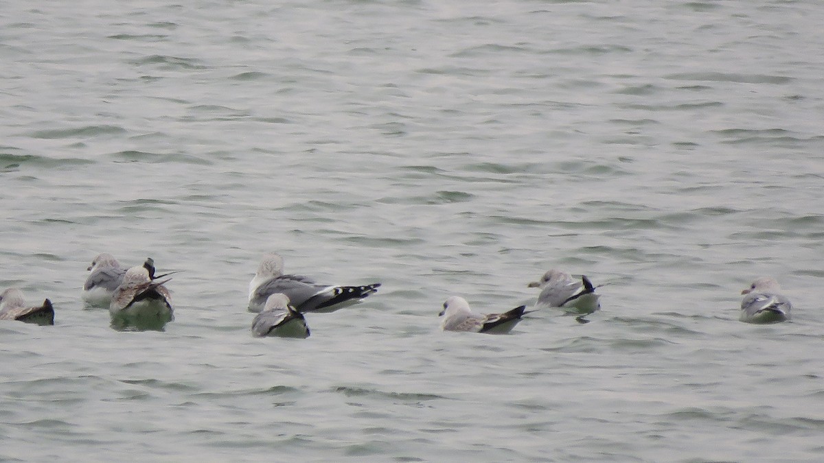 Common Gull - ML306438061