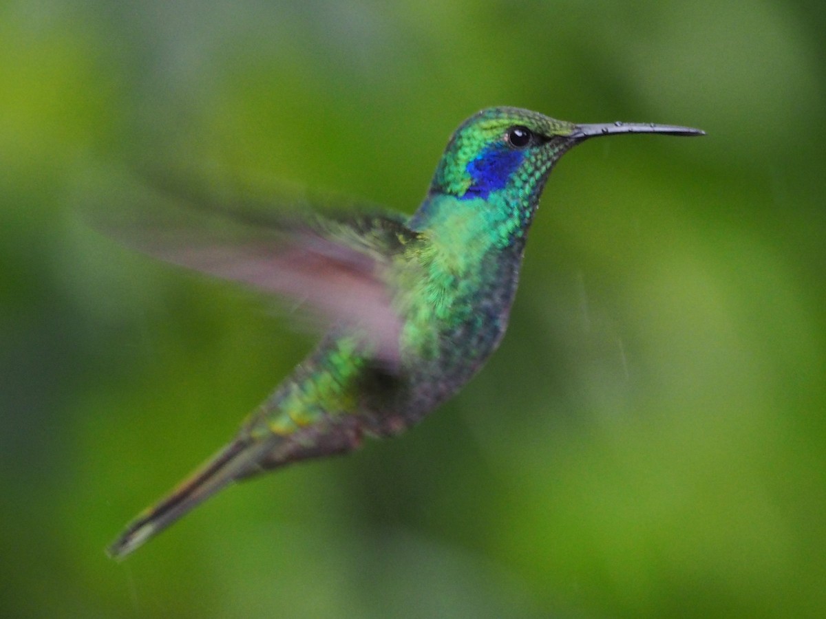 Colibrí Oreja Violeta Menor - ML306438151