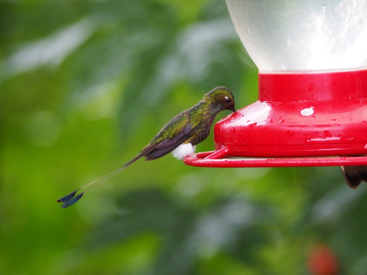 White-booted Racket-tail - Selvino de Kort