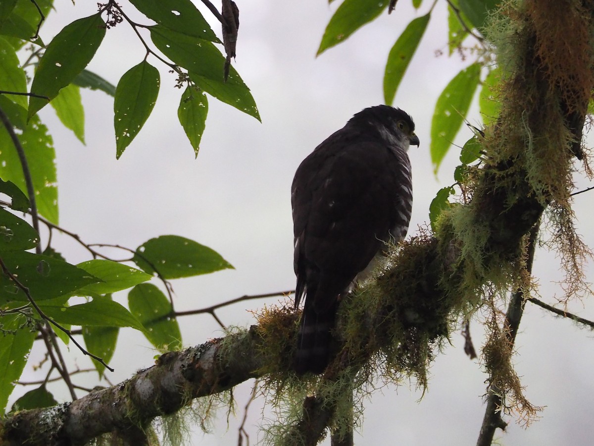 Semicollared Hawk - ML306439041