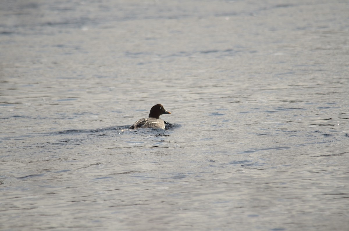 Common Goldeneye - Jerome D'Eon