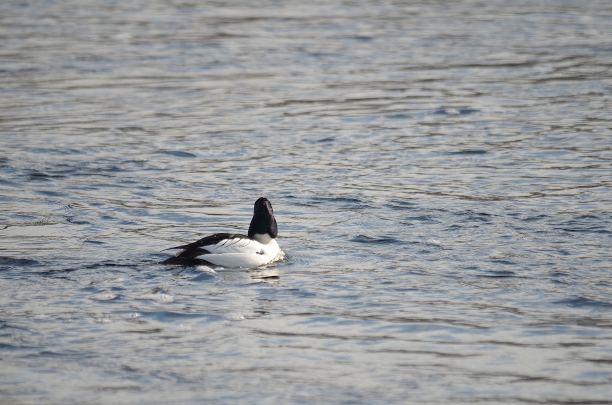 Common Goldeneye - ML306439821