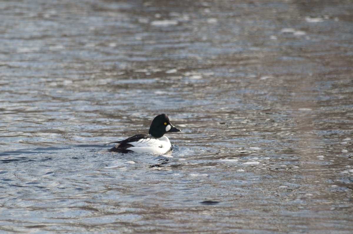 Common Goldeneye - Jerome D'Eon