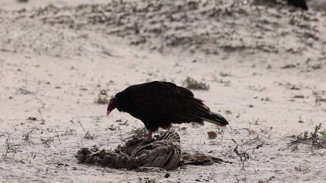 Turkey Vulture - ML306440351