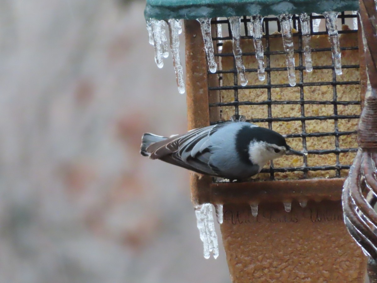 White-breasted Nuthatch - ML306441121