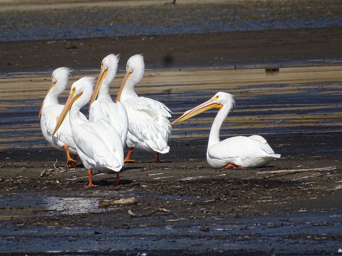 American White Pelican - Robin Roberts