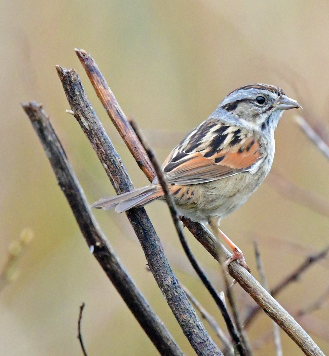 Swamp Sparrow - Richard Taylor