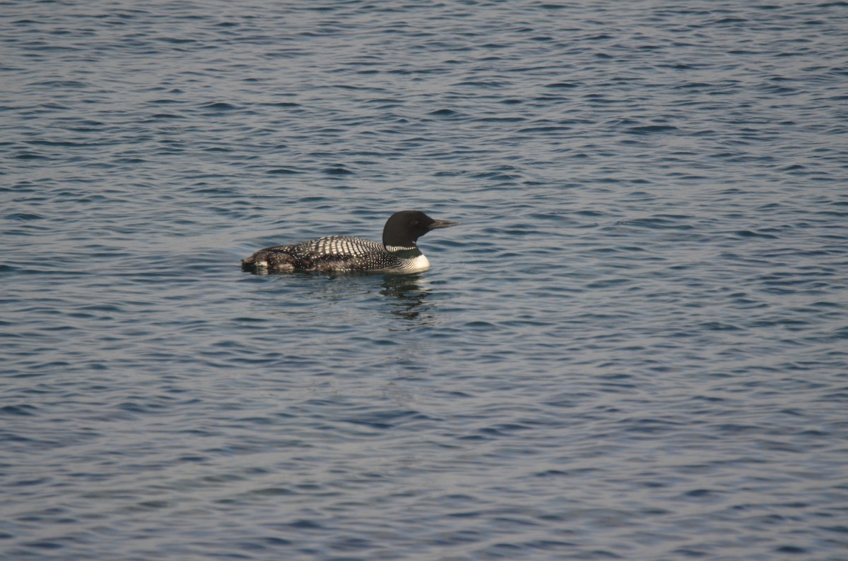 Common Loon - ML30644421