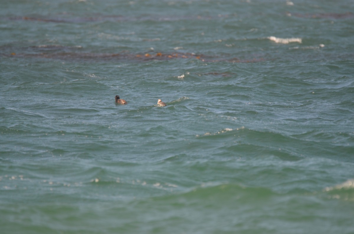 White-winged Scoter - Jeff Sexton