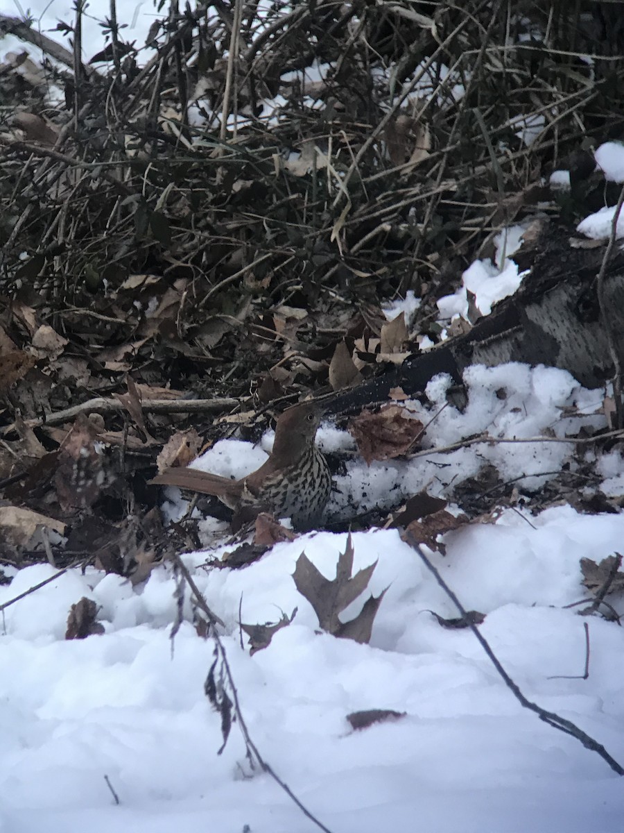 Brown Thrasher - ML306449321