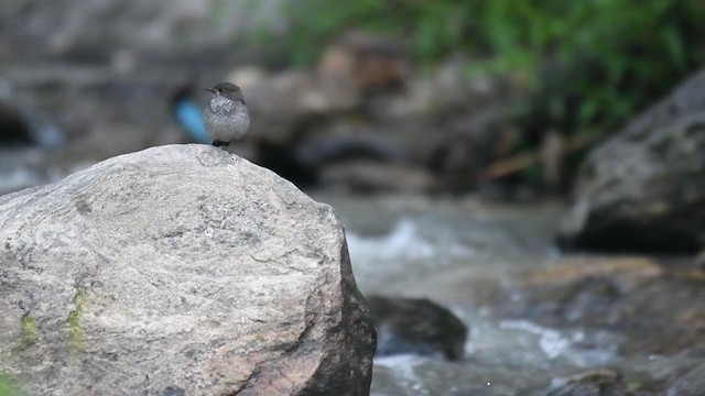 Plumbeous Redstart - ML306449731