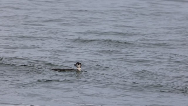 Common Loon - ML306450911