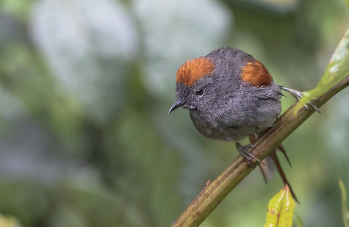 Apurimac Spinetail - ML306452901