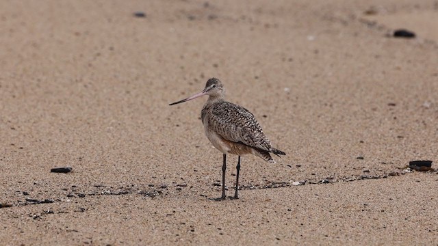 Marbled Godwit - ML306453411