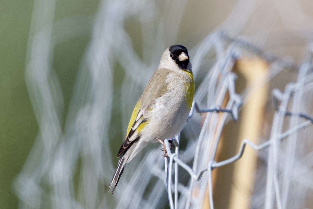 Lawrence's Goldfinch - ML306453731