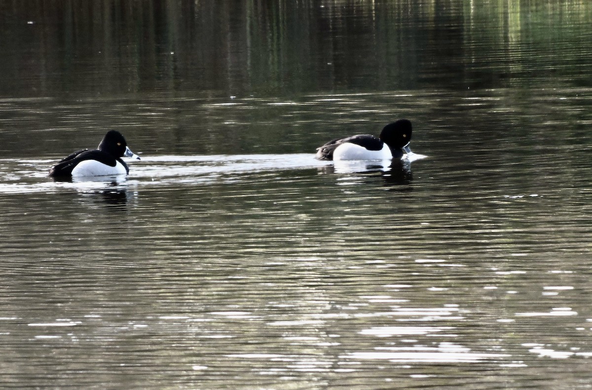 Ring-necked Duck - ML306453761