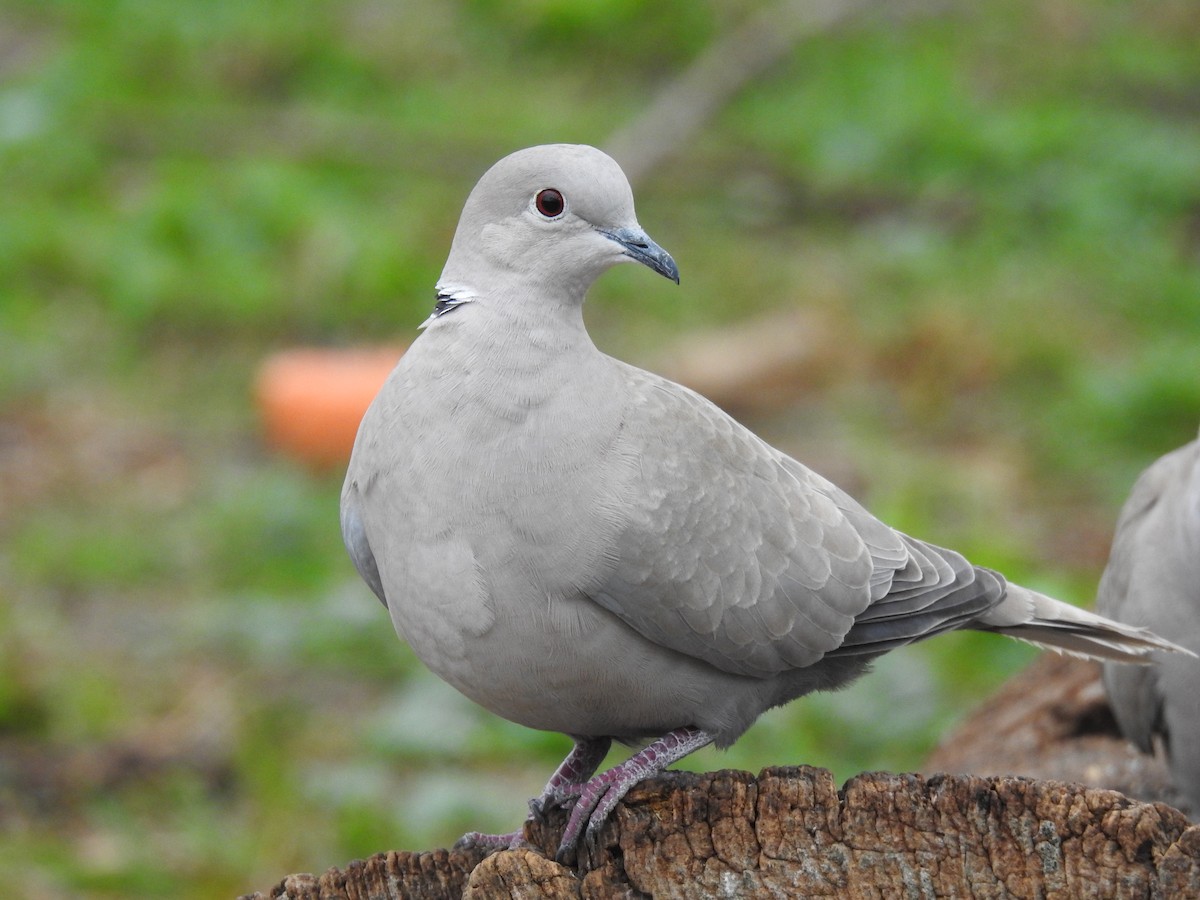 Eurasian Collared-Dove - ML306454021