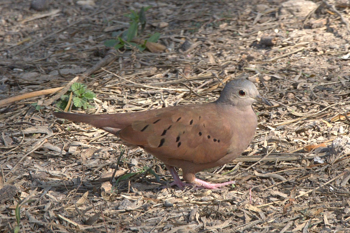 Ruddy Ground Dove - ML306455441