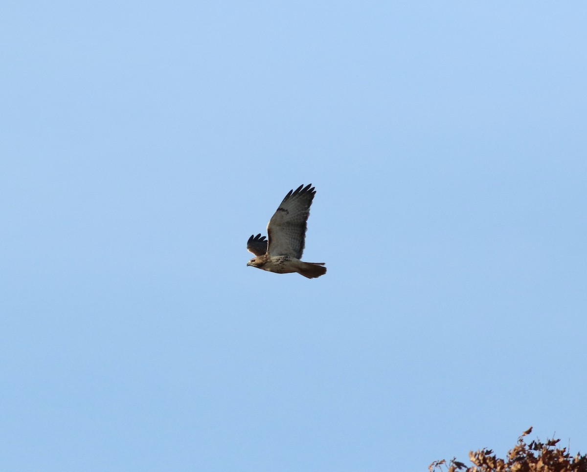 Red-tailed Hawk (borealis) - ML306456271