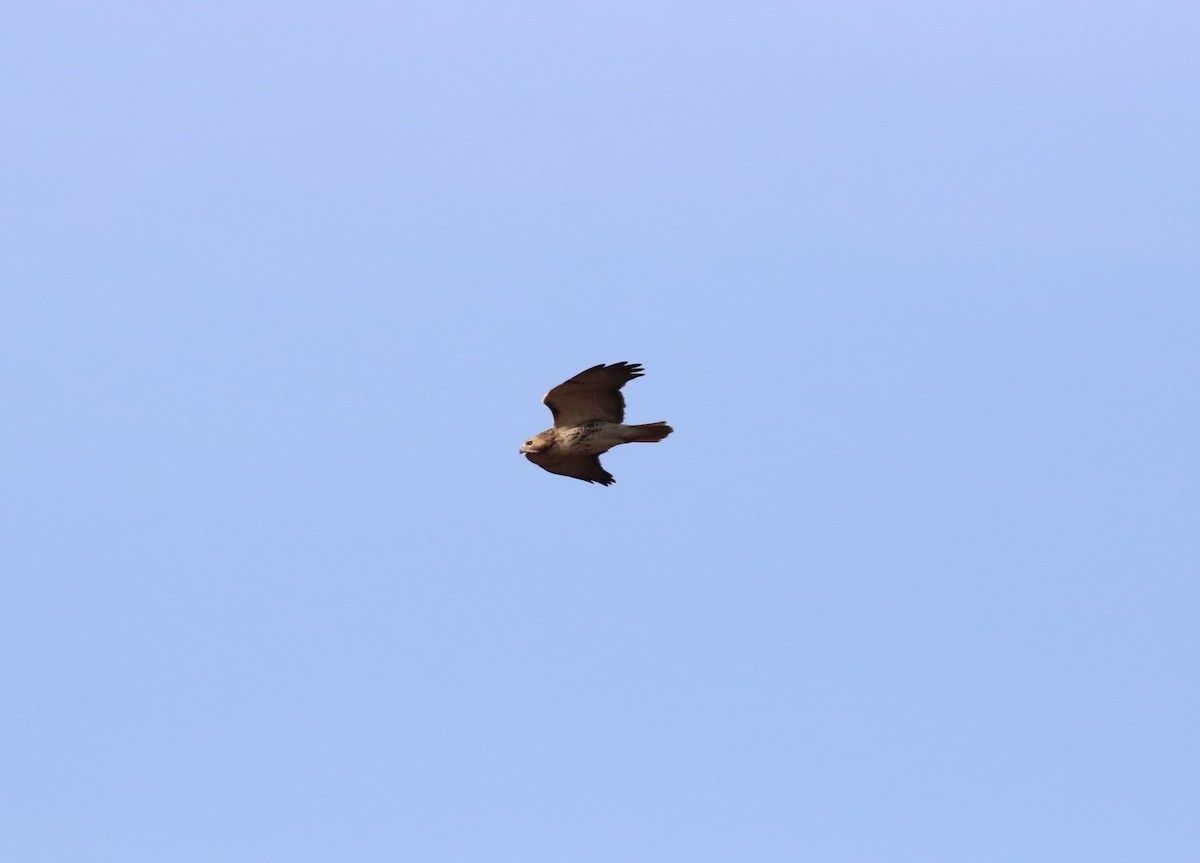 Red-tailed Hawk (borealis) - ML306456281