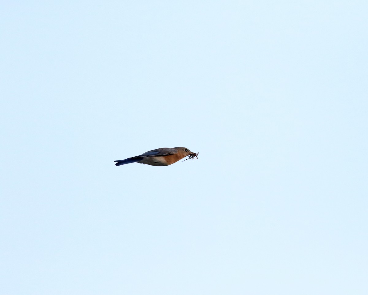 Eastern Bluebird - ML306456441