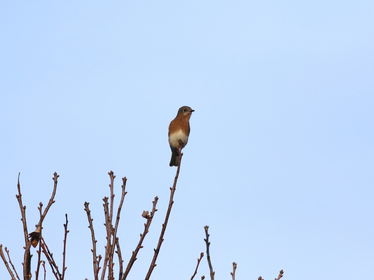 Eastern Bluebird - ML306456461