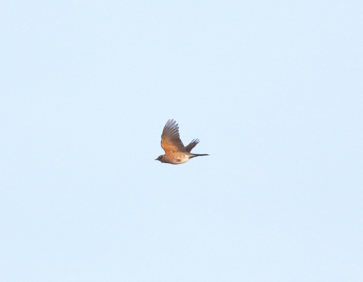 American Robin - ML306456531