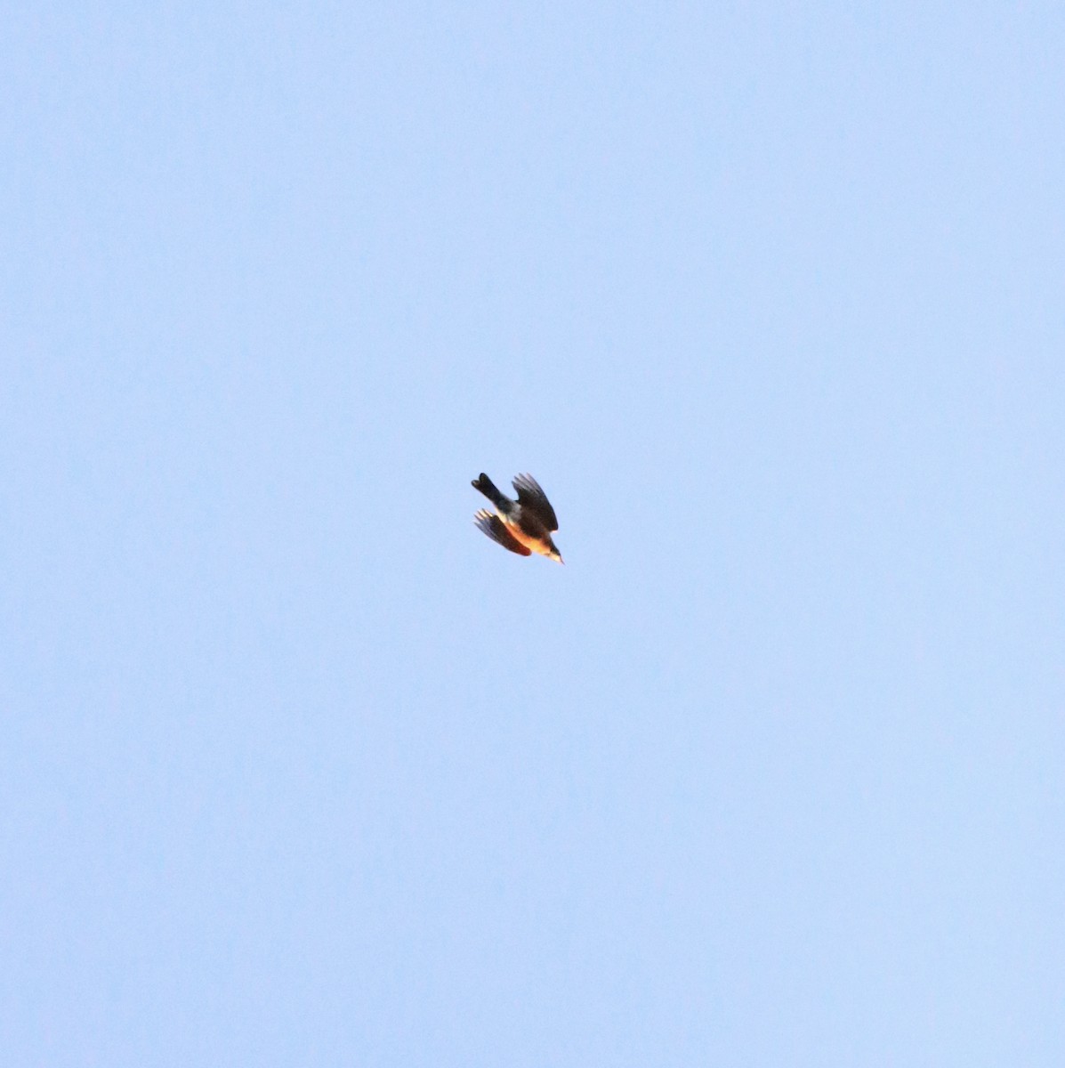 American Robin - ML306456551