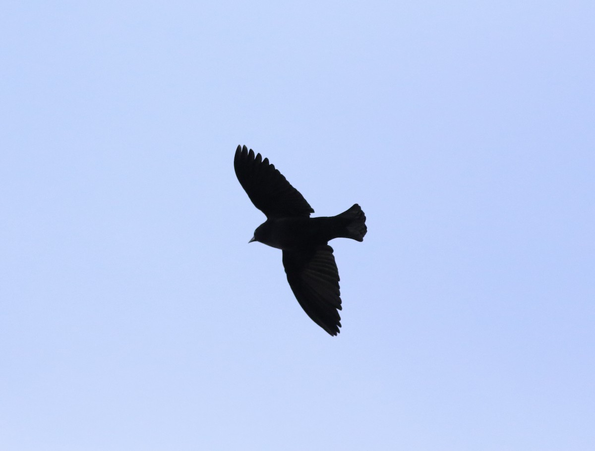 Red-winged Blackbird - ML306456641