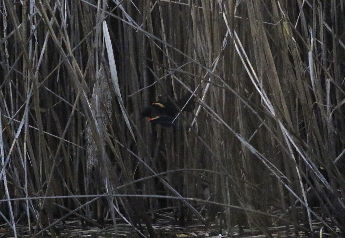 Red-winged Blackbird - ML306456661