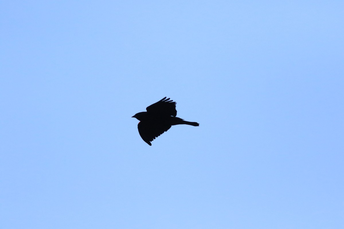 Red-winged Blackbird - ML306456691